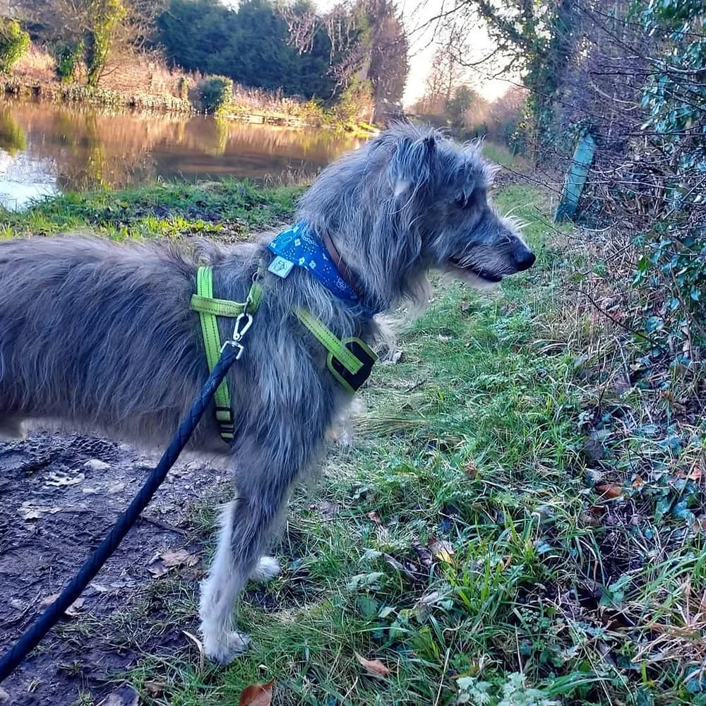 Merlin, male 6yo mixed breed for adoption at Pawprints to Freedom