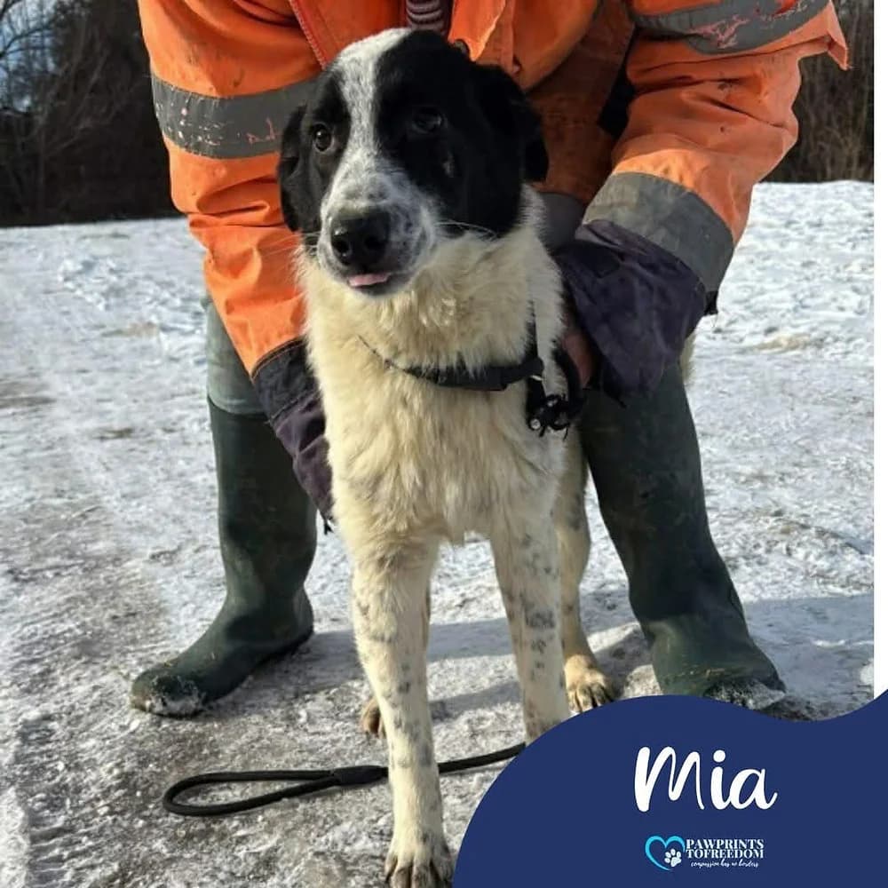Mia, female puppy mixed breed for adoption at Pawprints to Freedom