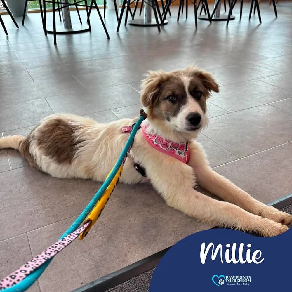 Millie, female puppy mixed breed for adoption at Pawprints to Freedom