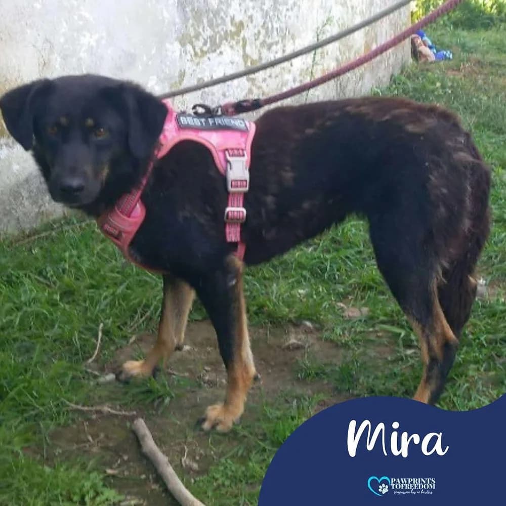 Mira, female 4yo mixed breed for adoption at Pawprints to Freedom