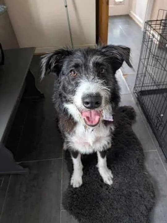 Mitzie, female young mixed breed for adoption at Pawprints to Freedom