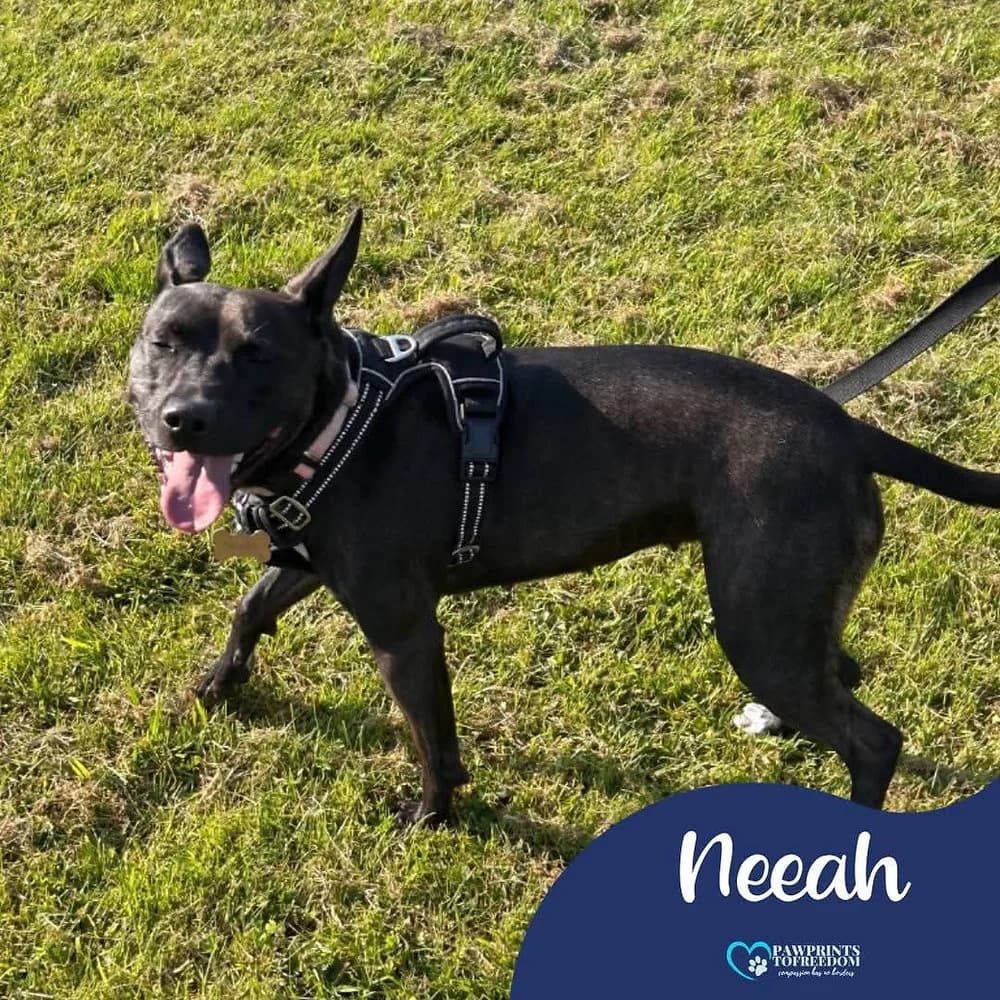 Neeah, female 3yo mixed breed for adoption at Pawprints to Freedom