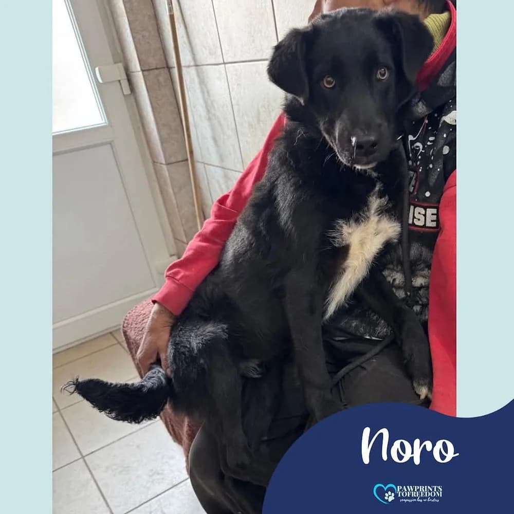 Noro, male young mixed breed for adoption at Pawprints to Freedom