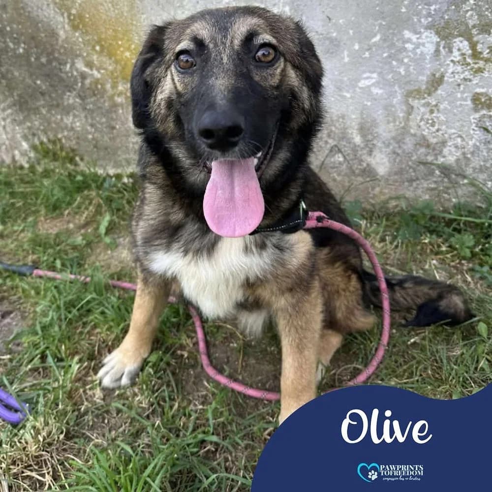 Olive, female young mixed breed for adoption at Pawprints to Freedom