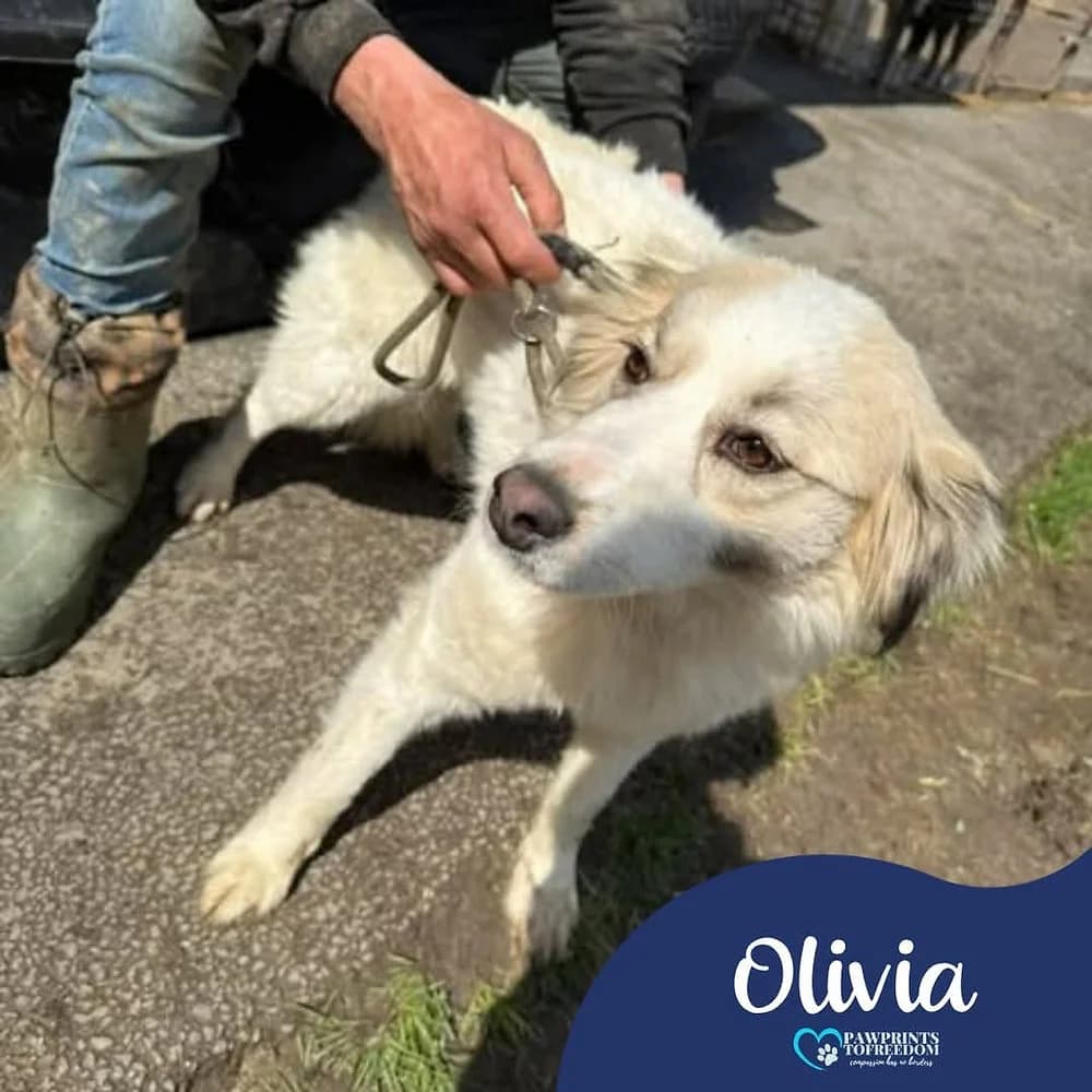 Olivia, female puppy mixed breed for adoption at Pawprints to Freedom