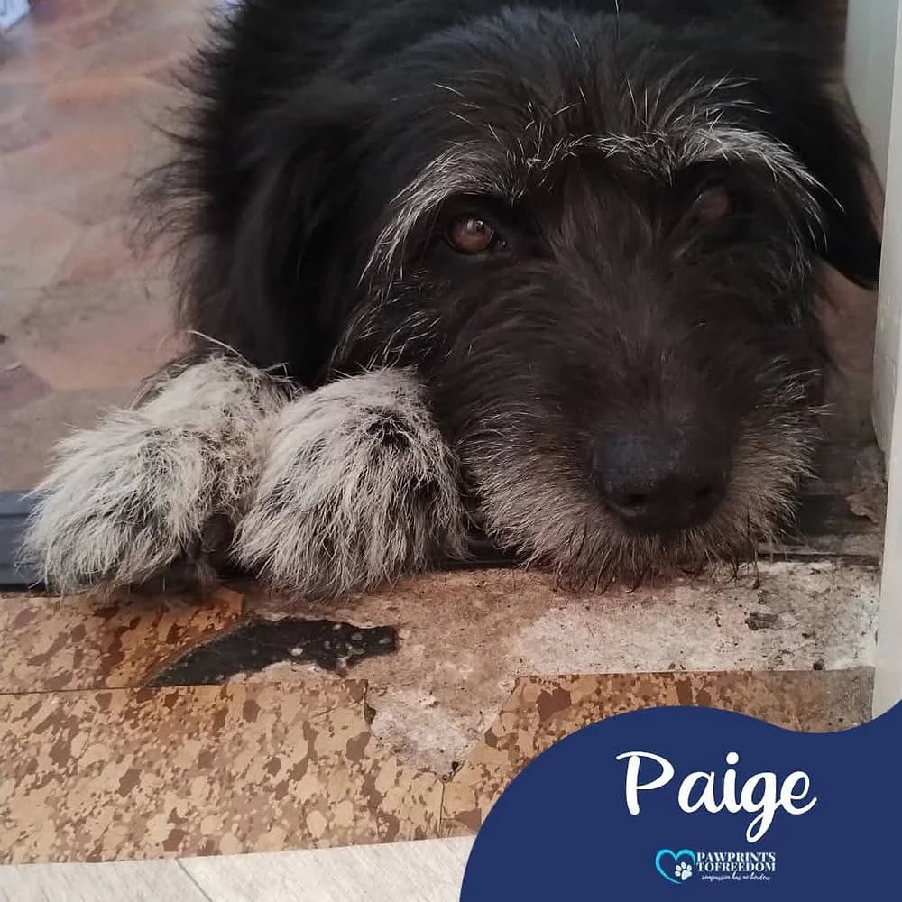 Paige, female senior mixed breed for adoption at Pawprints to Freedom
