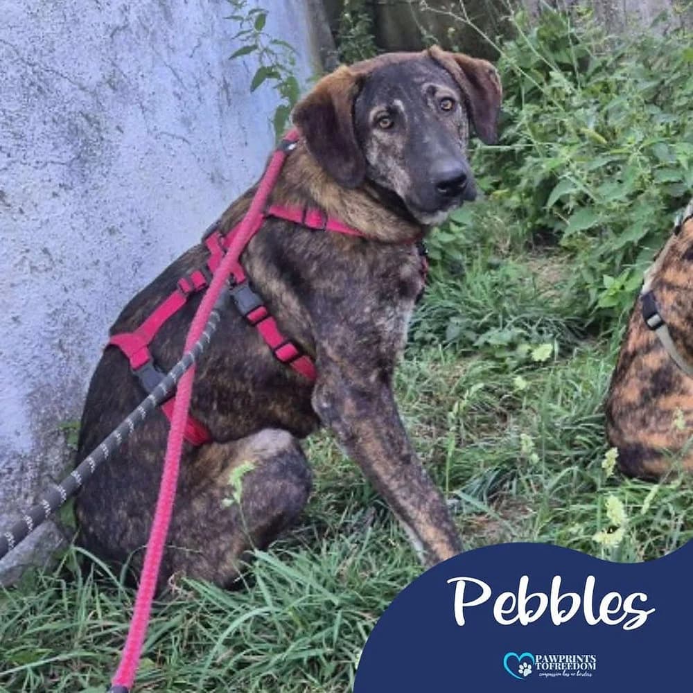 Pebbles, female young mixed breed for adoption at Pawprints to Freedom