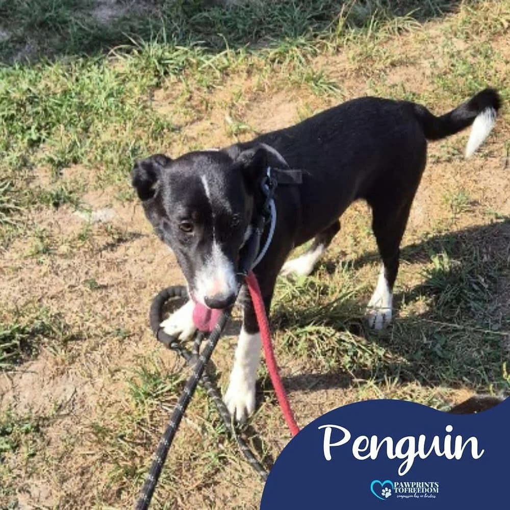 Penguin, male young mixed breed for adoption at Pawprints to Freedom