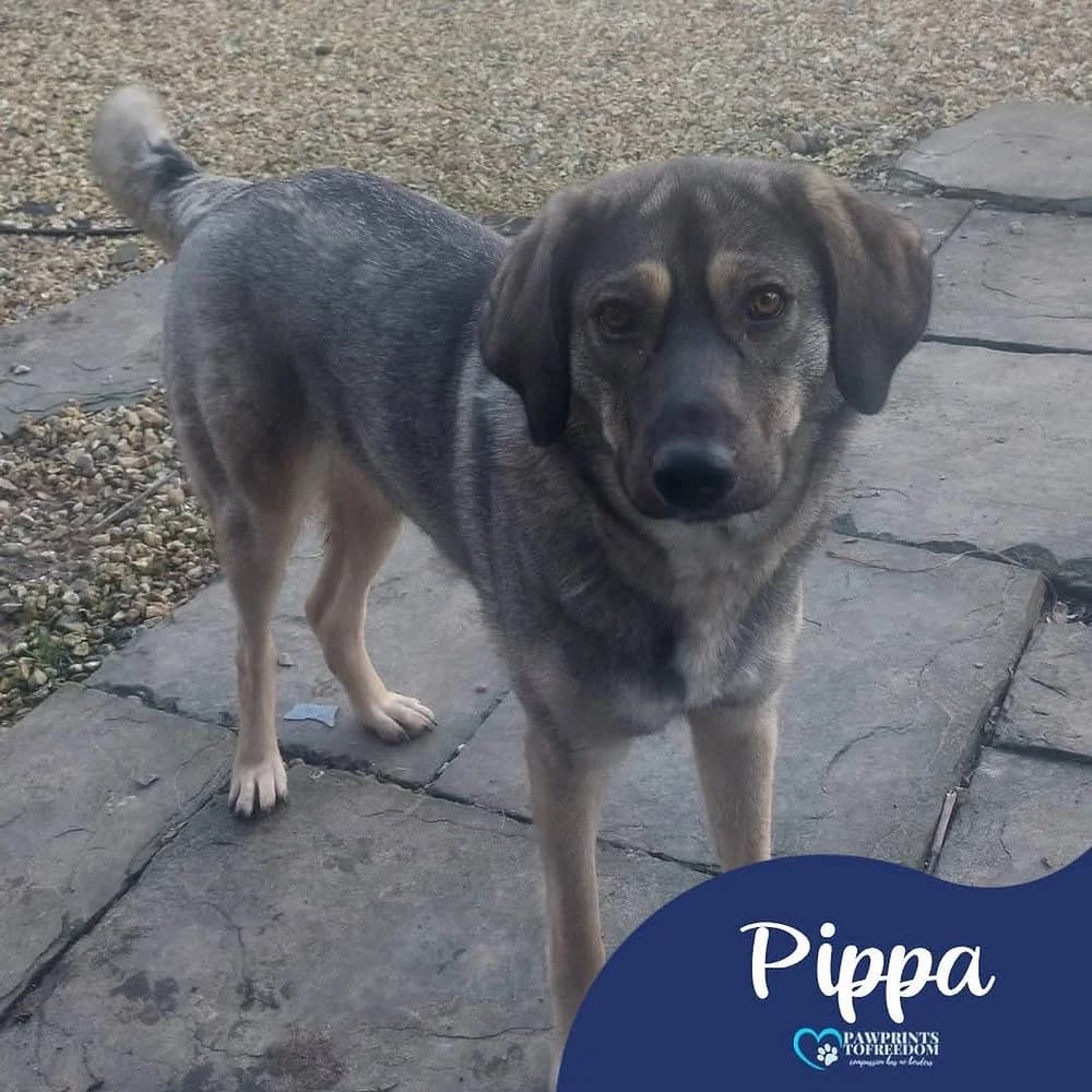 Pippa, female young mixed breed for adoption at Pawprints to Freedom