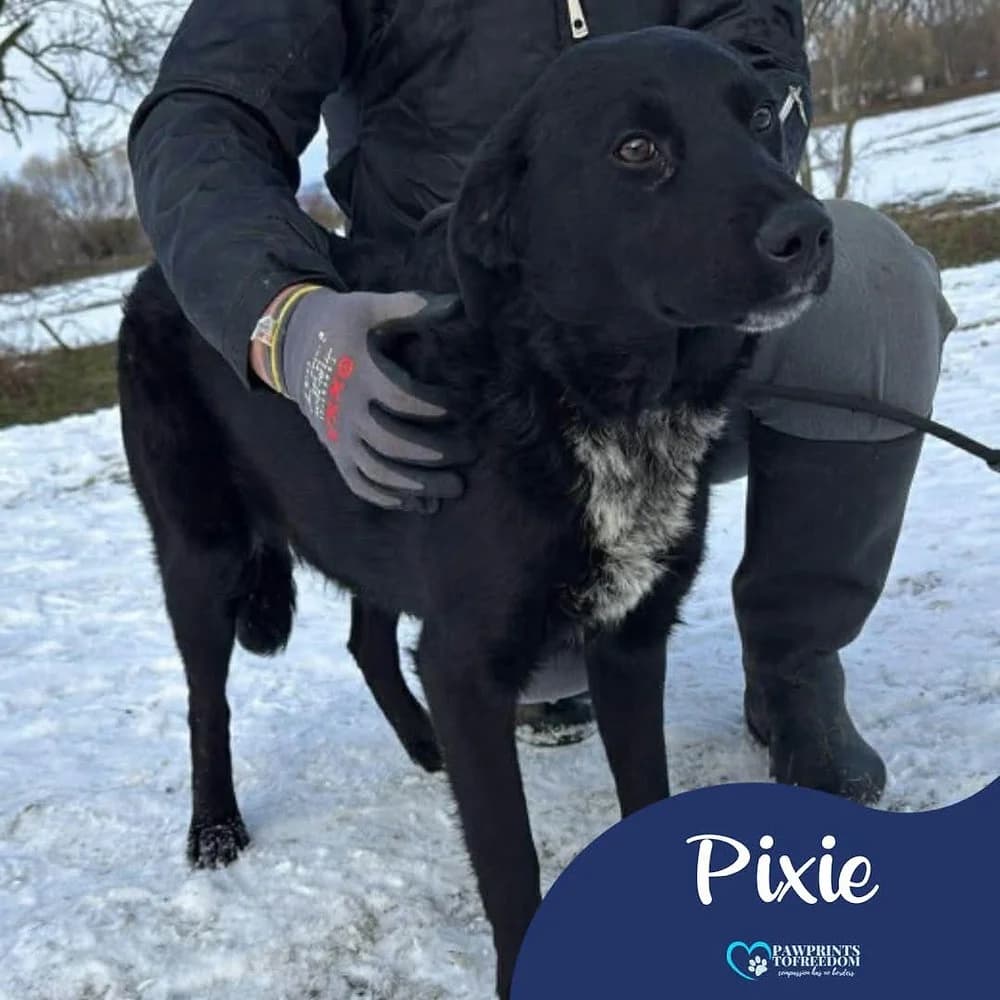 Pixie, female puppy mixed breed for adoption at Pawprints to Freedom