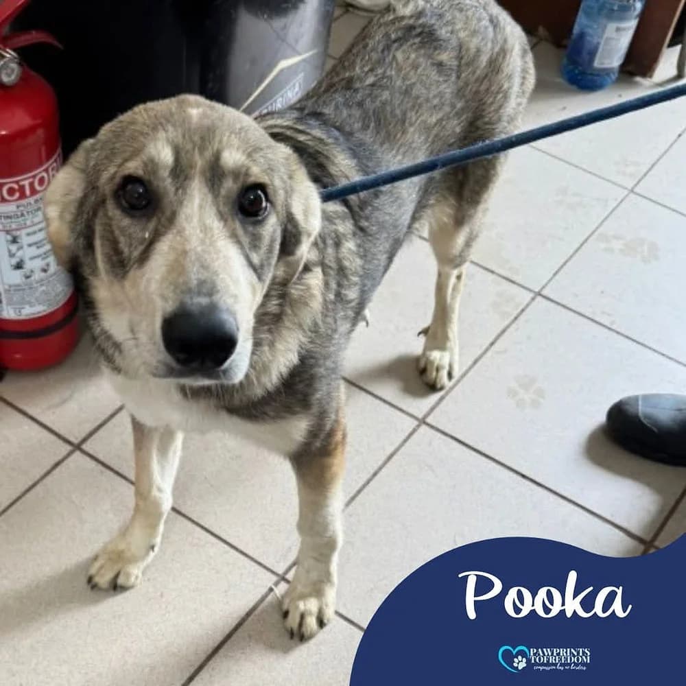 Pooka, female young mixed breed for adoption at Pawprints to Freedom