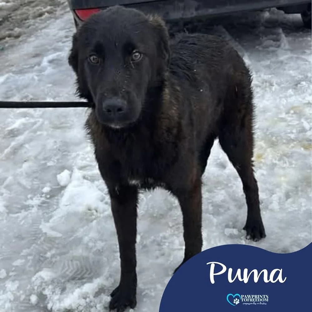 Puma, male puppy mixed breed for adoption at Pawprints to Freedom