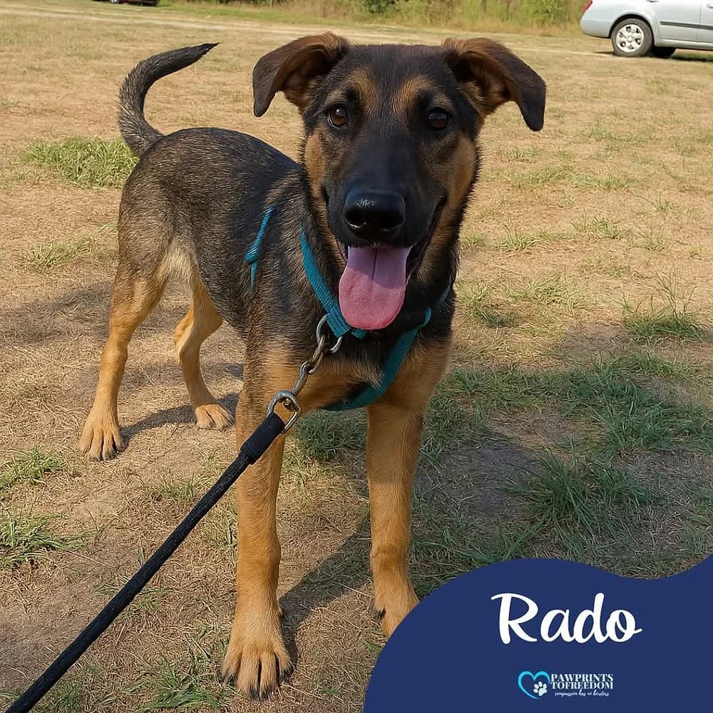 Rado, male young mixed breed for adoption at Pawprints to Freedom