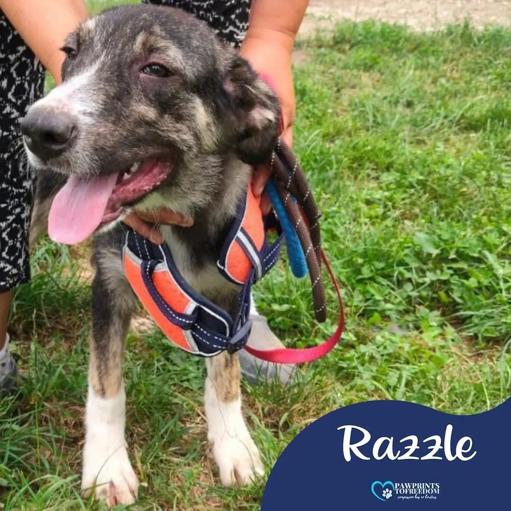 Razzle, female puppy mixed breed for adoption at Pawprints to Freedom