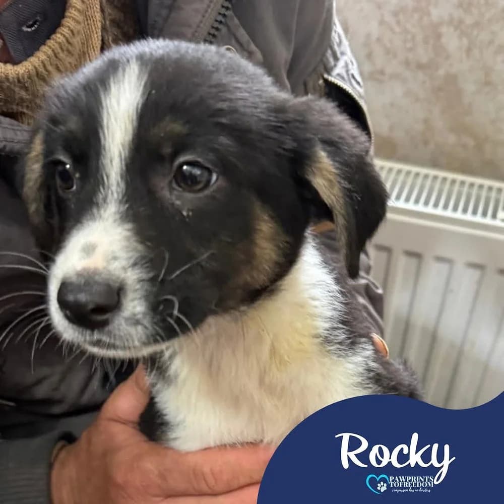 Rocky, male puppy mixed breed for adoption at Pawprints to Freedom