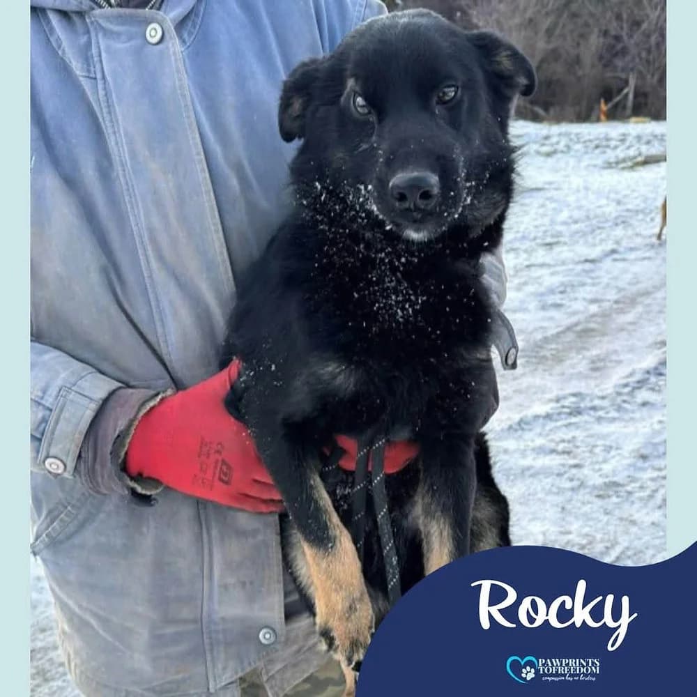 Rocky, male puppy mixed breed for adoption at Pawprints to Freedom
