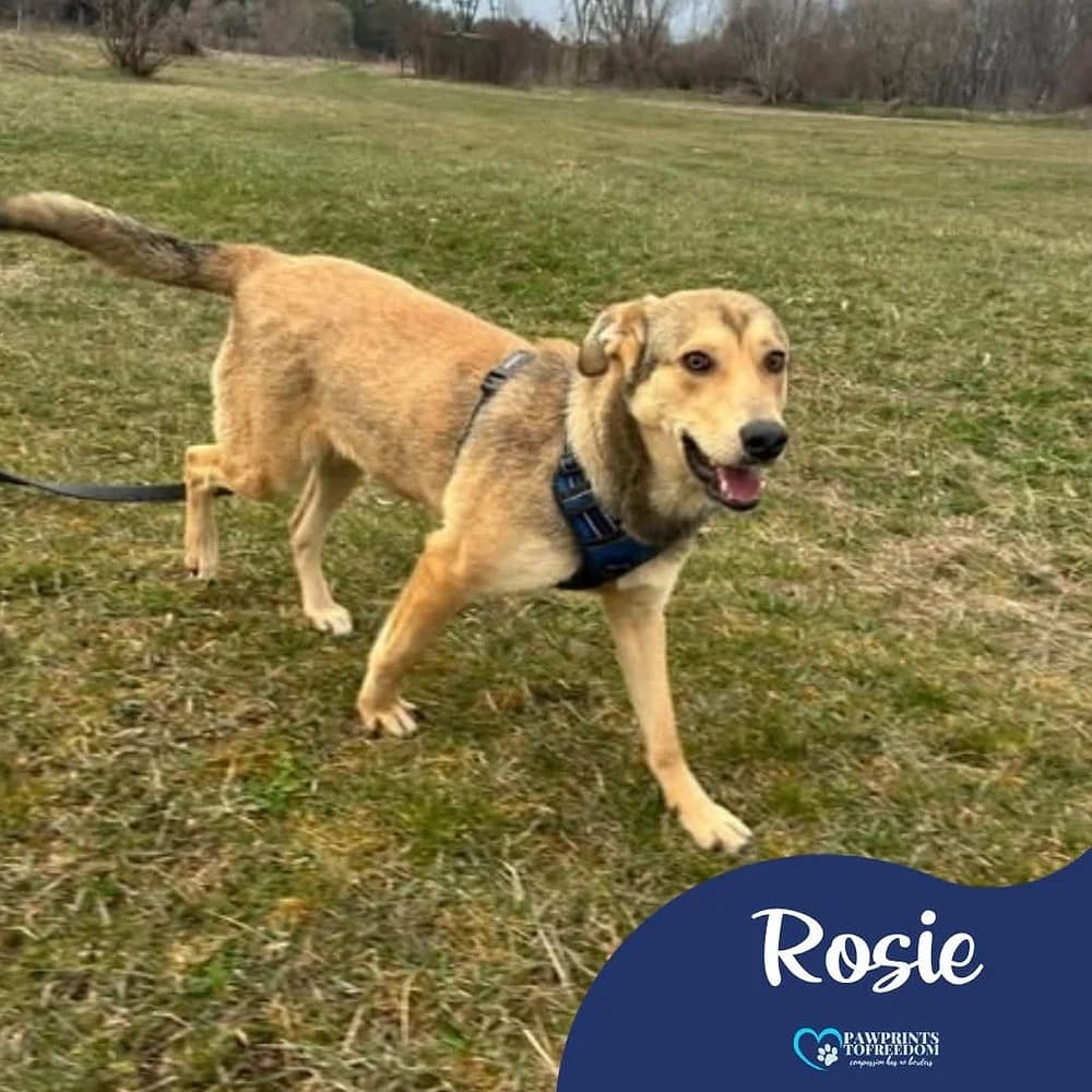 Rosie, female young mixed breed for adoption at Pawprints to Freedom