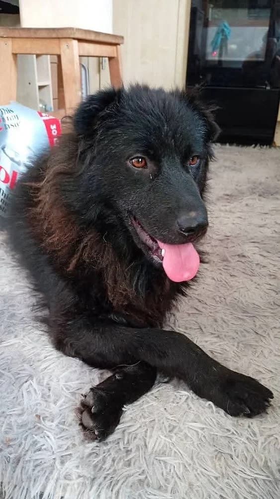 Sabrina, female young mixed breed for adoption at Pawprints to Freedom