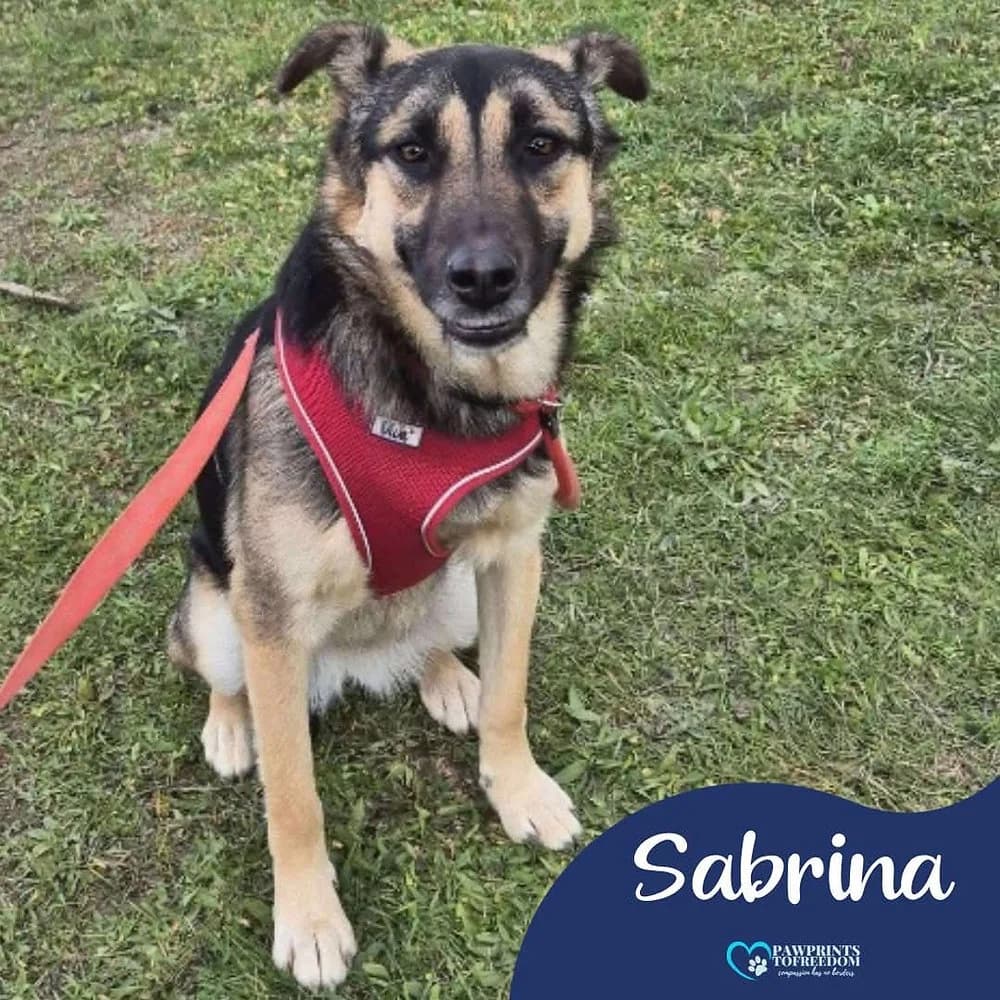 Sabrina, female young mixed breed for adoption at Pawprints to Freedom