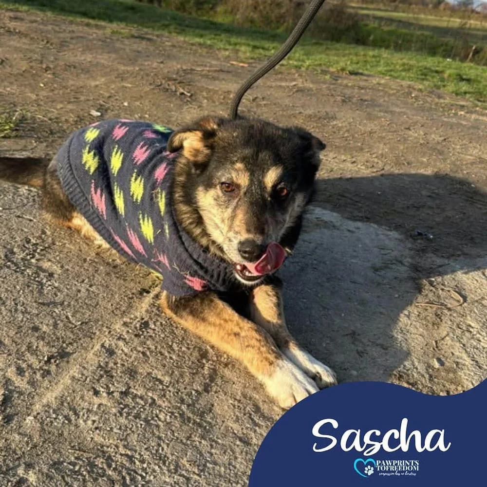 Sascha, female puppy mixed breed for adoption at Pawprints to Freedom