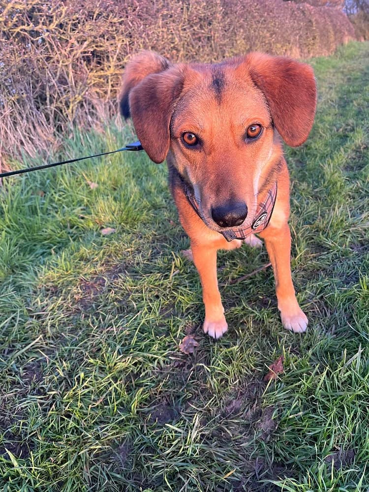 Shiloh, male 5yo mixed breed for adoption at Pawprints to Freedom