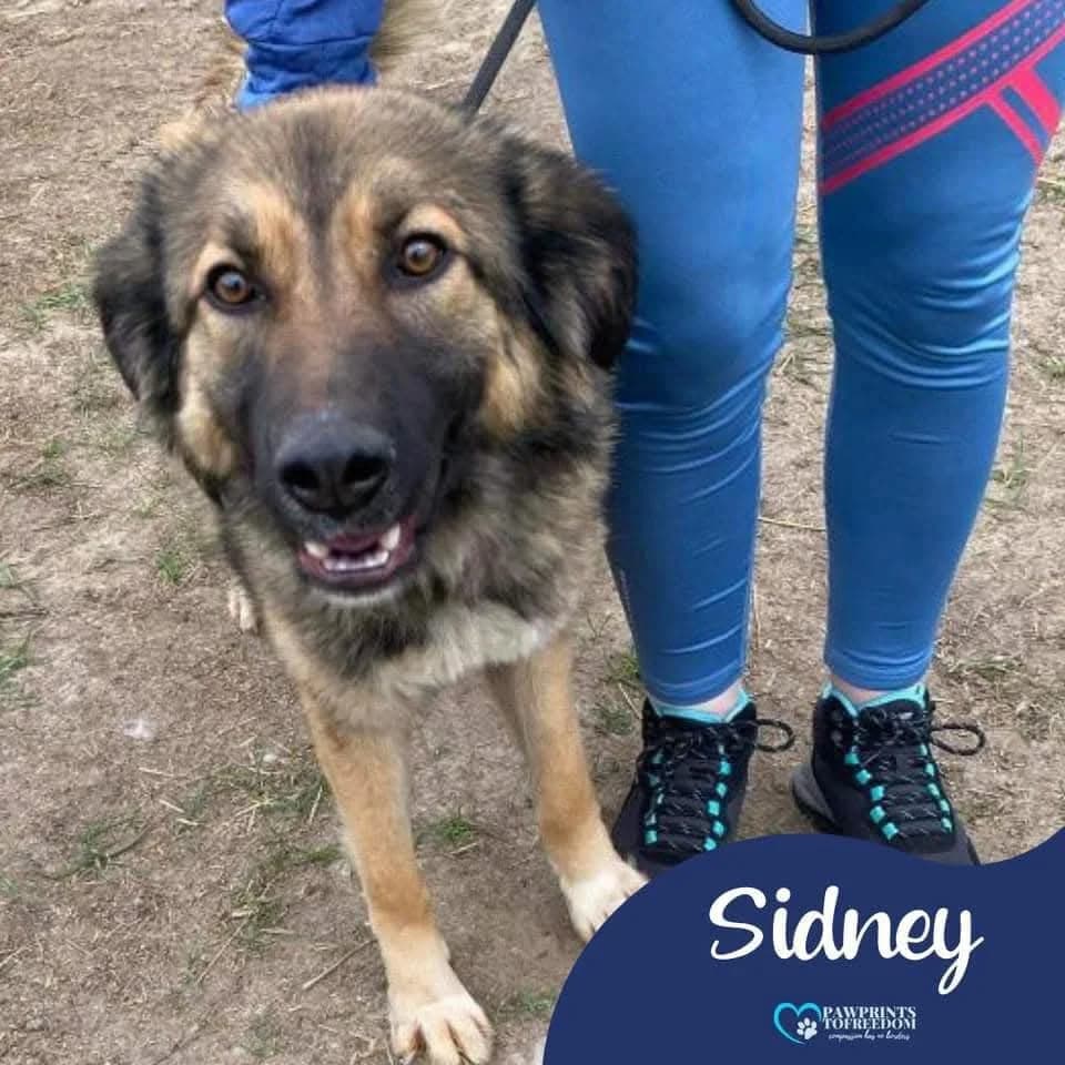 Sidney, female 4yo mixed breed for adoption at Pawprints to Freedom