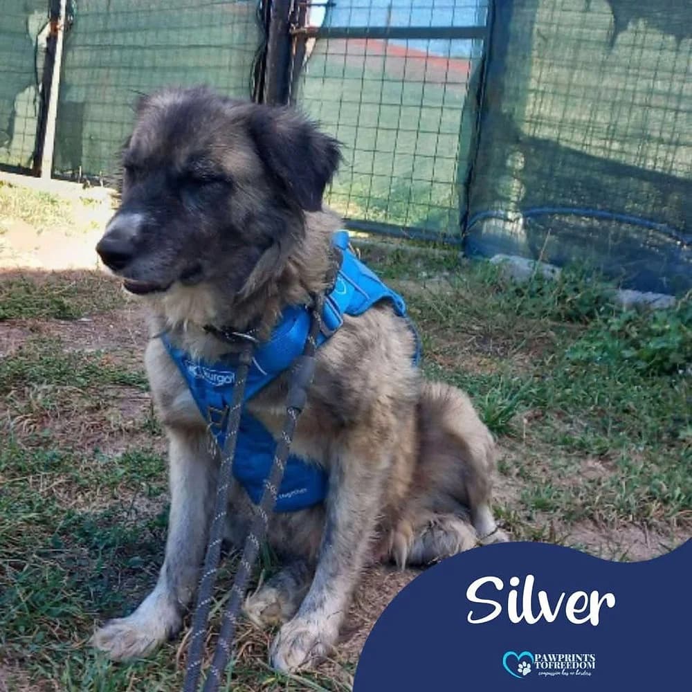 Silver, female 4yo mixed breed for adoption at Pawprints to Freedom