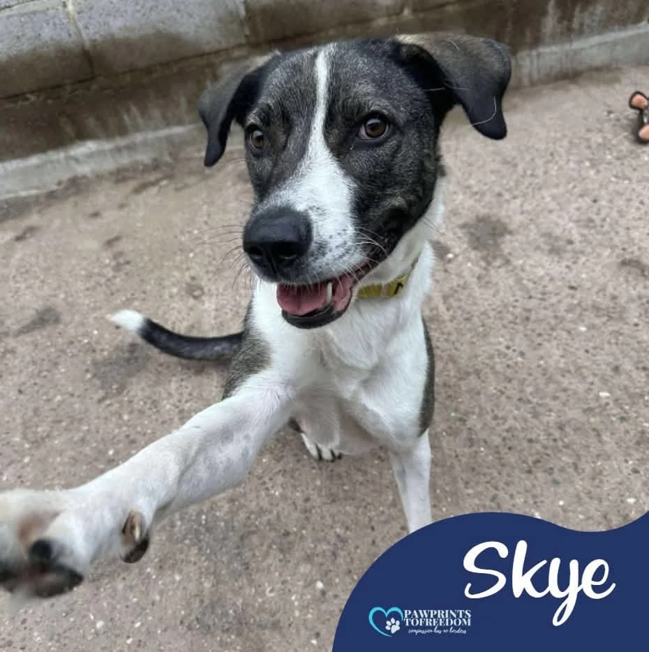 Skye, female 3yo mixed breed for adoption at Pawprints to Freedom