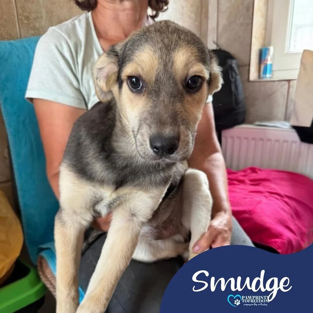 Smudge, male puppy mixed breed for adoption at Pawprints to Freedom
