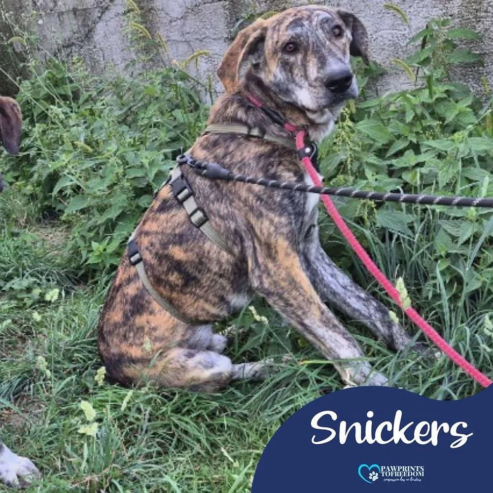 Snickers, male young mixed breed for adoption at Pawprints to Freedom