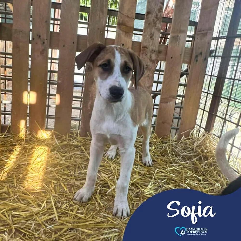 Sofia, female young mixed breed for adoption at Pawprints to Freedom
