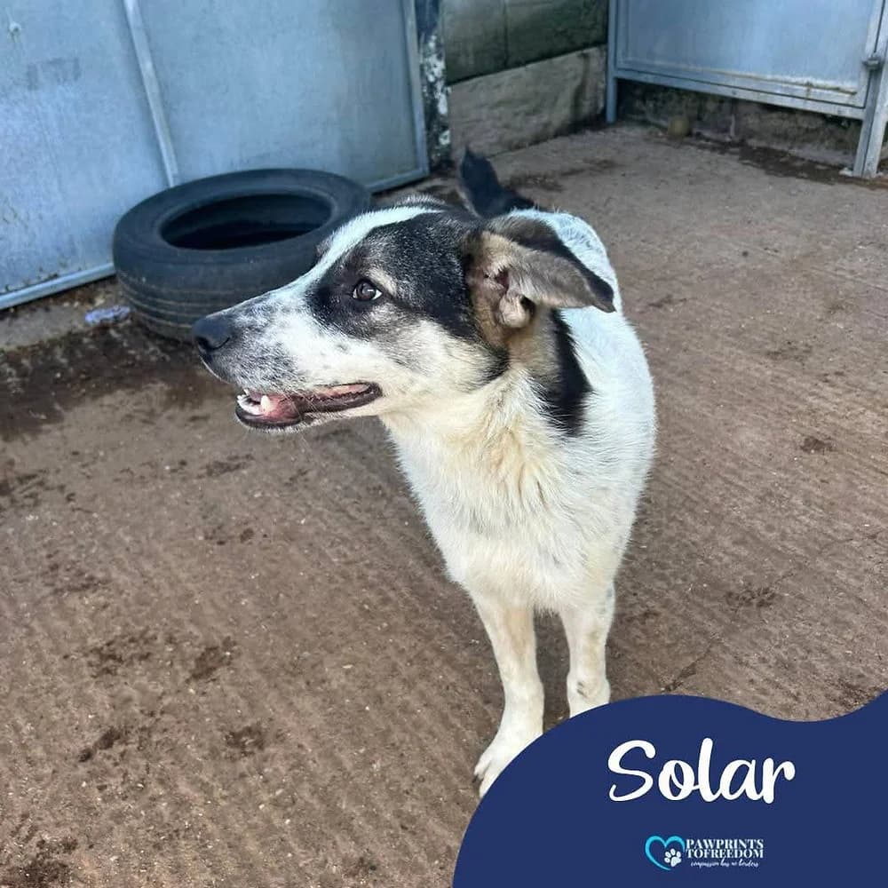 Solar, male puppy mixed breed for adoption at Pawprints to Freedom