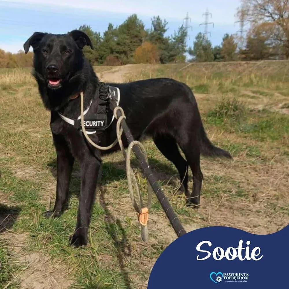 Sootie, female 3yo mixed breed for adoption at Pawprints to Freedom