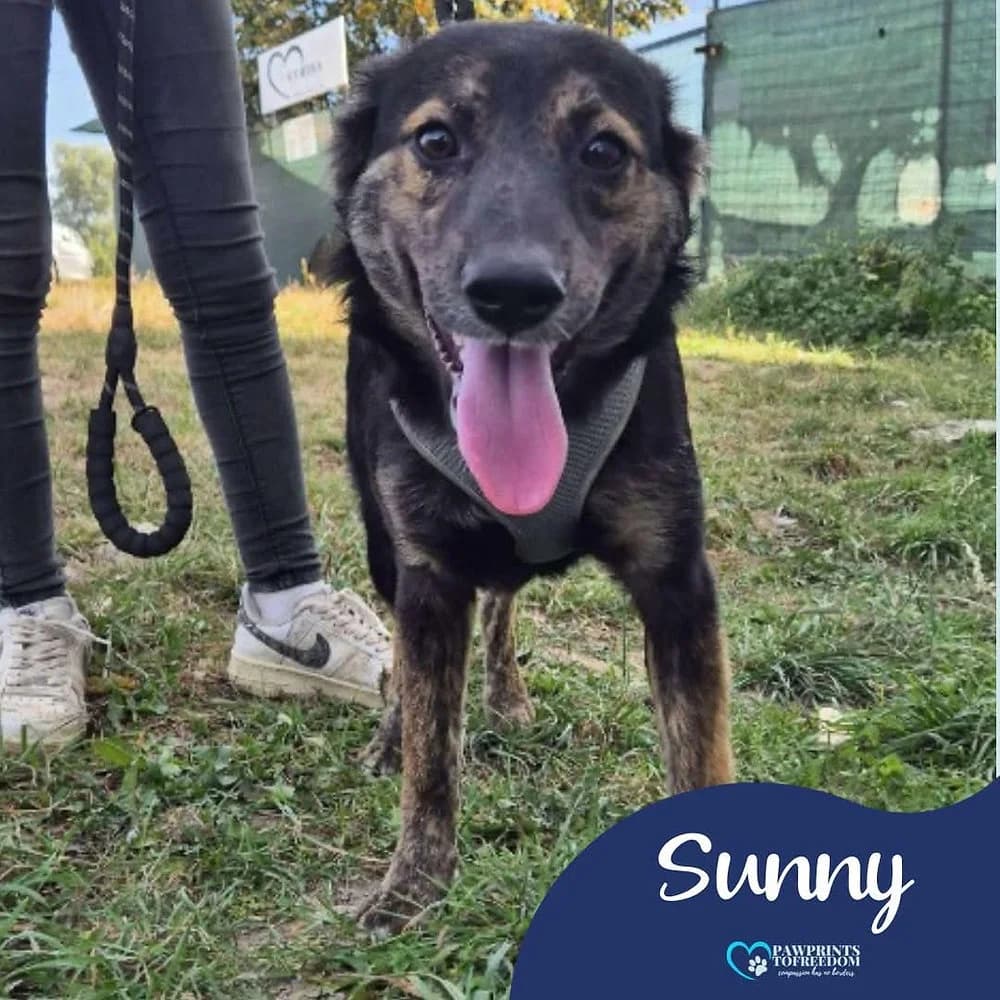 Sunny, male young mixed breed for adoption at Pawprints to Freedom