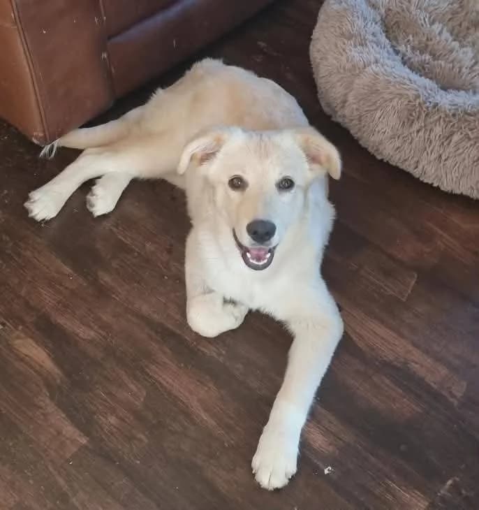 Taffy, female 3yo mixed breed for adoption at Pawprints to Freedom