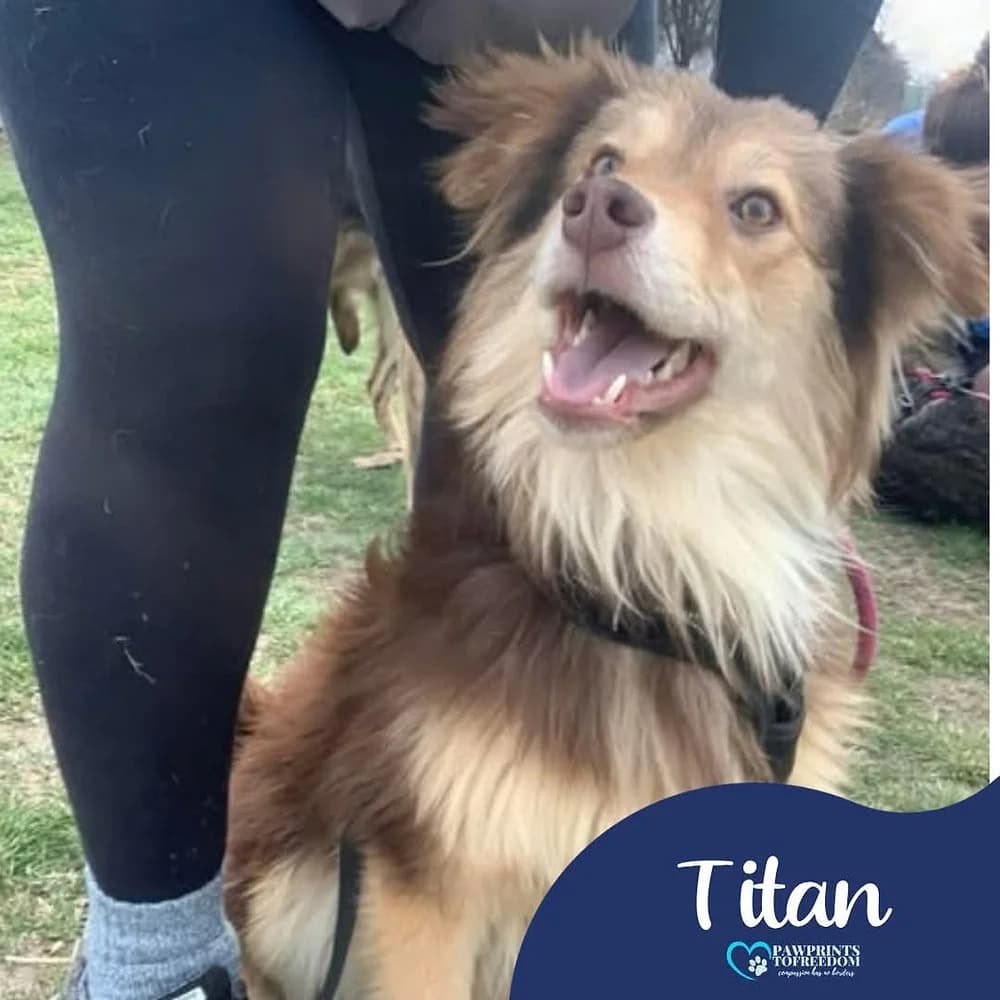 Titan, male puppy mixed breed for adoption at Pawprints to Freedom