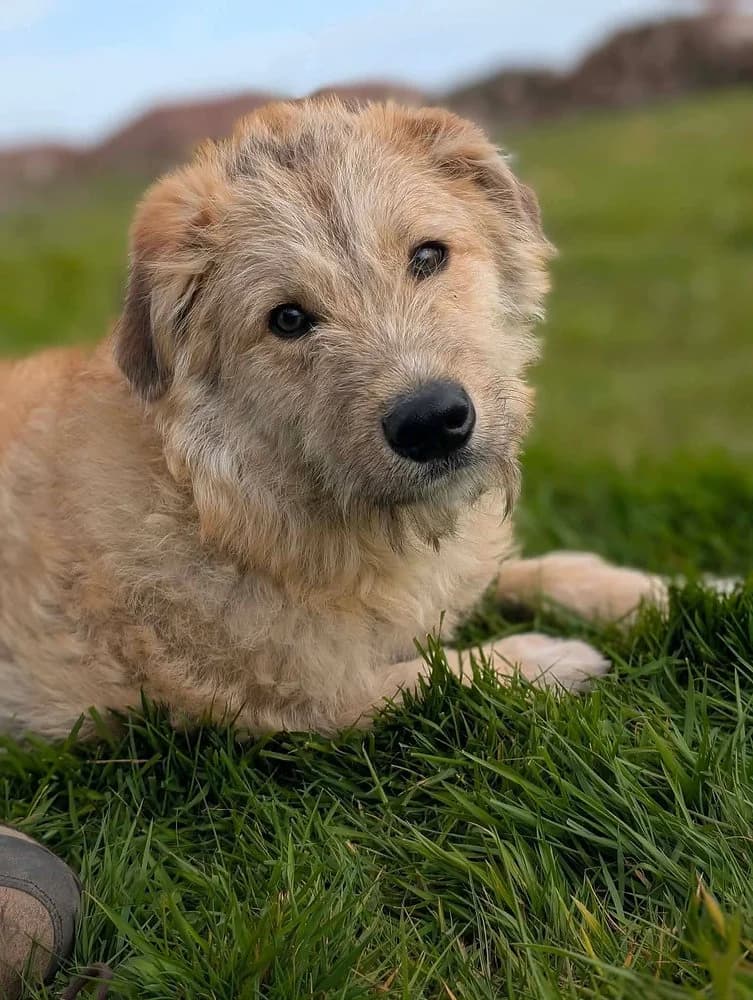 Toby, male puppy mixed breed for adoption at Pawprints to Freedom