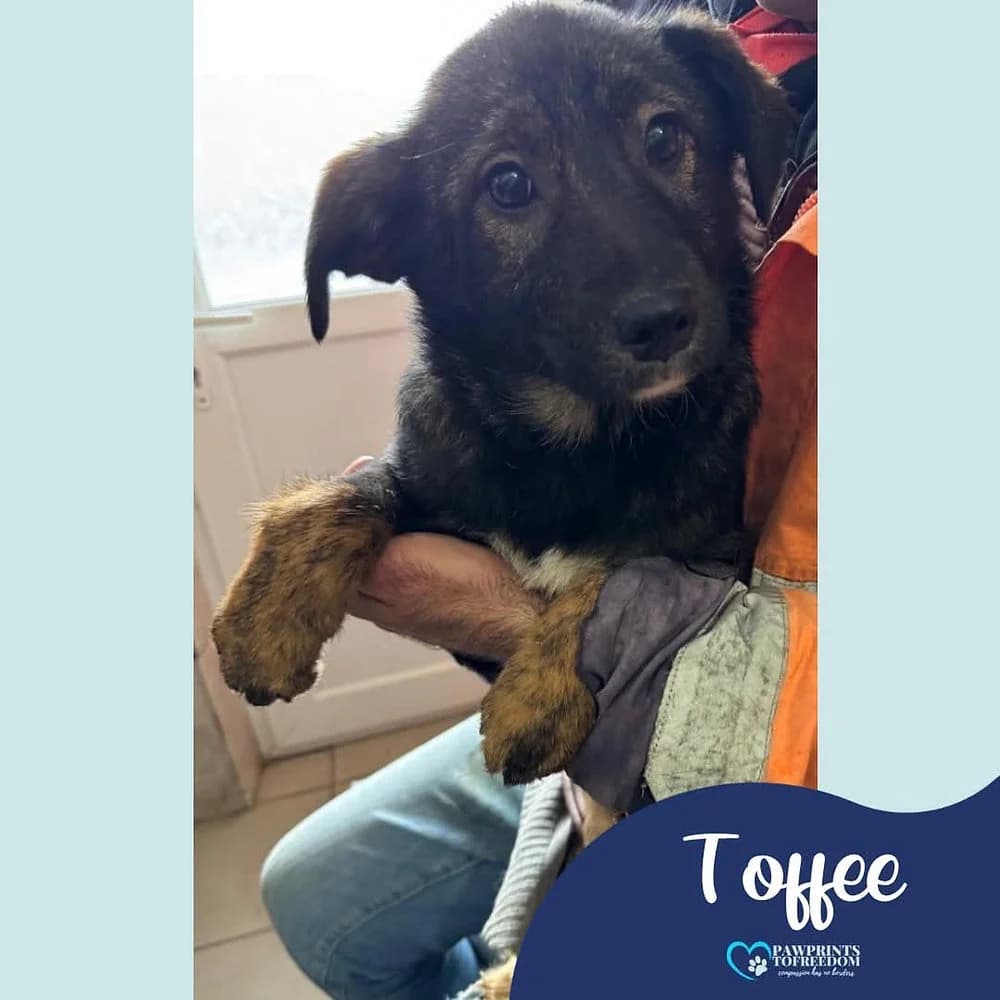 Toffee, female puppy mixed breed for adoption at Pawprints to Freedom