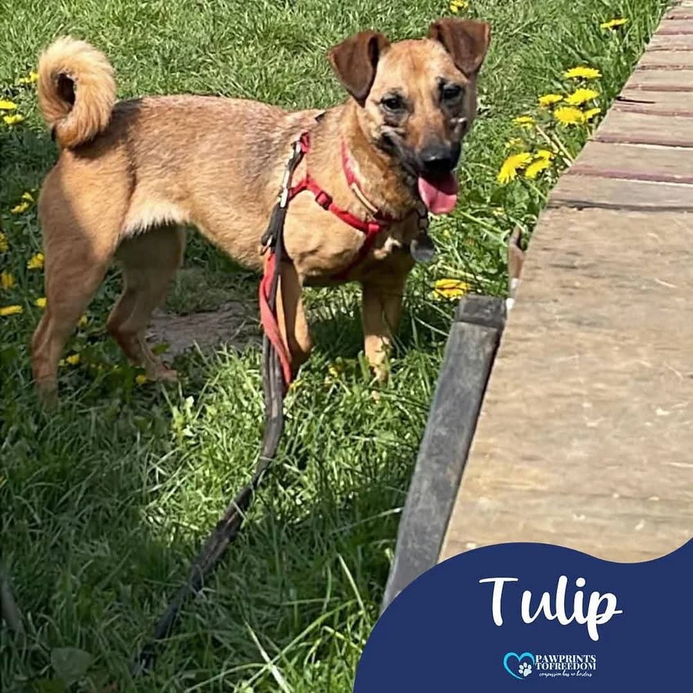 Tulip, female young mixed breed for adoption at Pawprints to Freedom