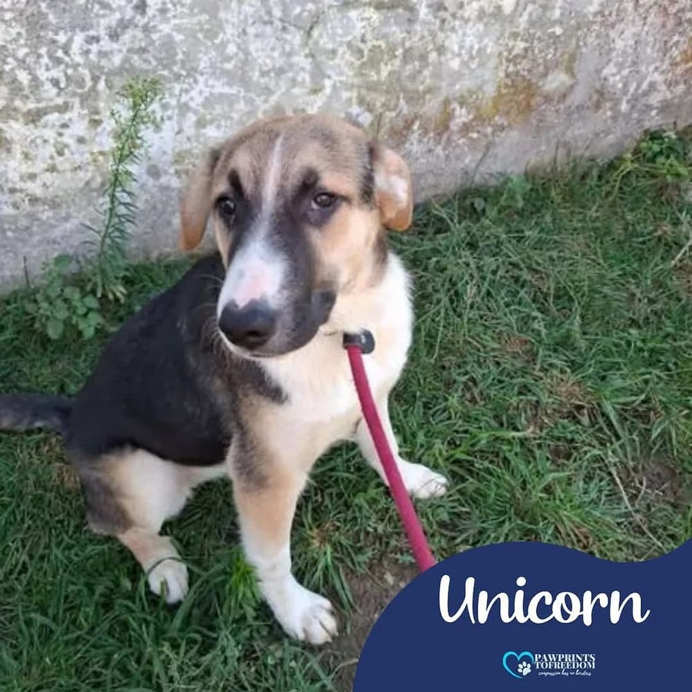 Unicorn, female young mixed breed for adoption at Pawprints to Freedom