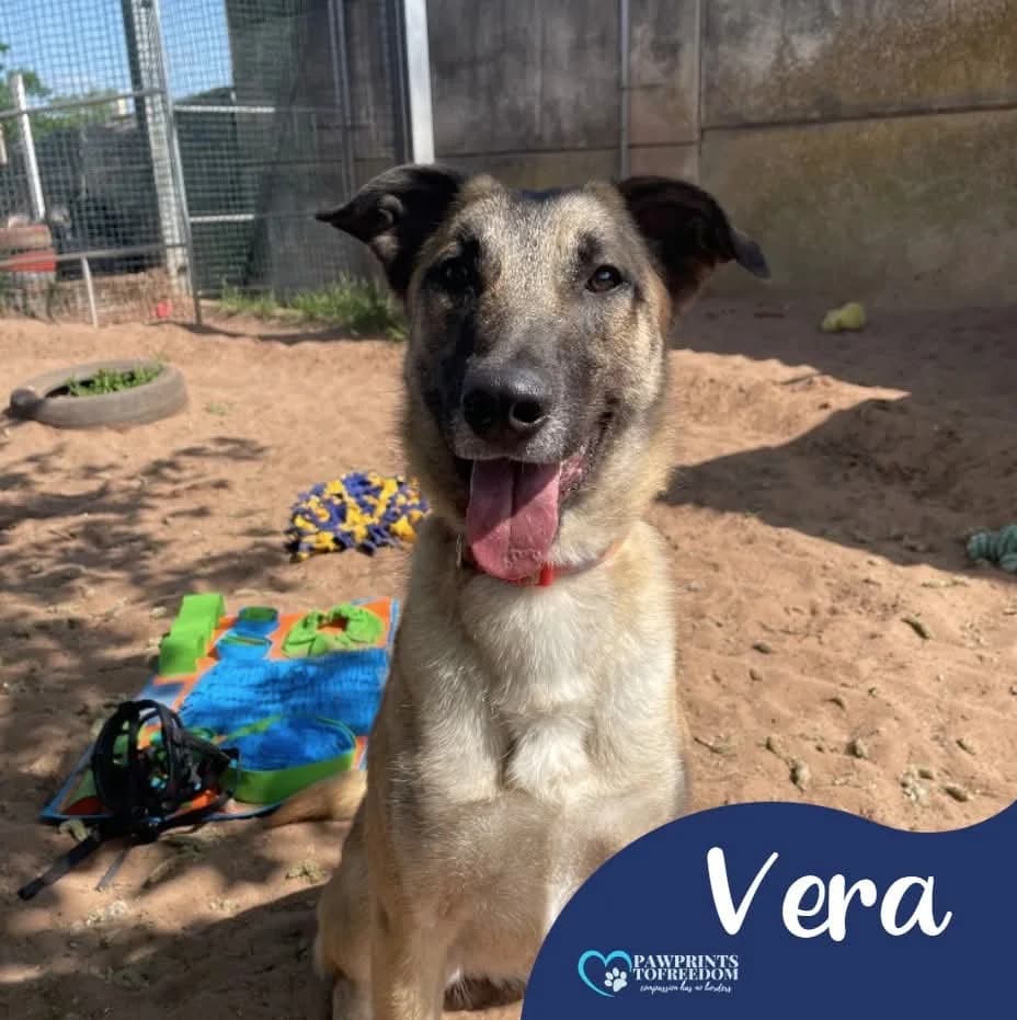 Vera, female young mixed breed for adoption at Pawprints to Freedom