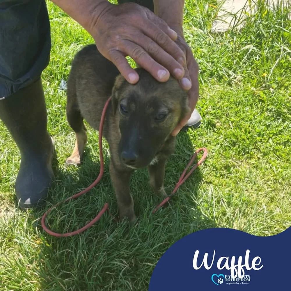 Waffle, male puppy mixed breed for adoption at Pawprints to Freedom