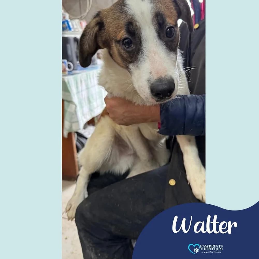 Walter, male young mixed breed for adoption at Pawprints to Freedom