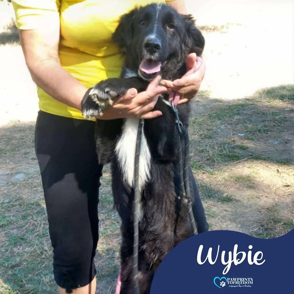 Wybie, male young mixed breed for adoption at Pawprints to Freedom