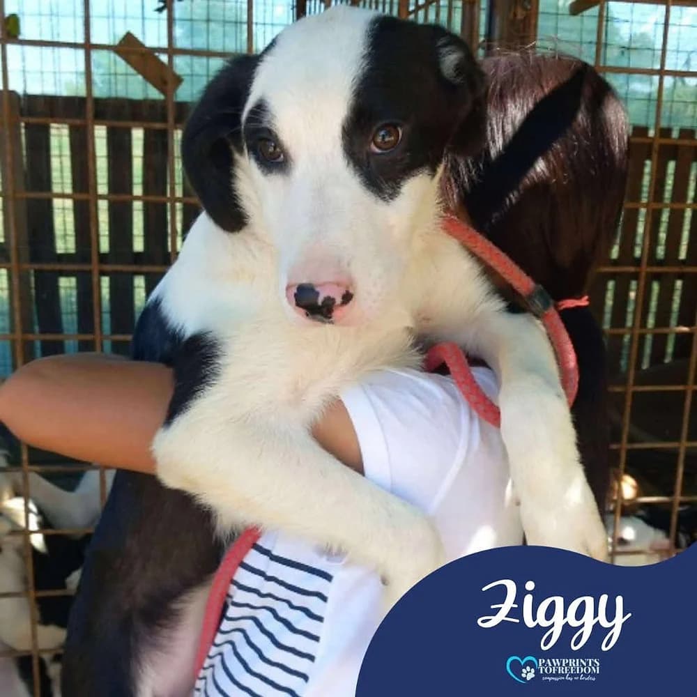 Ziggy, male young mixed breed for adoption at Pawprints to Freedom