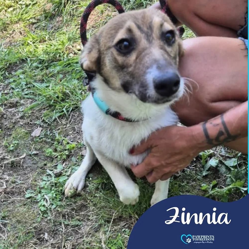 Zinnia, female young mixed breed for adoption at Pawprints to Freedom