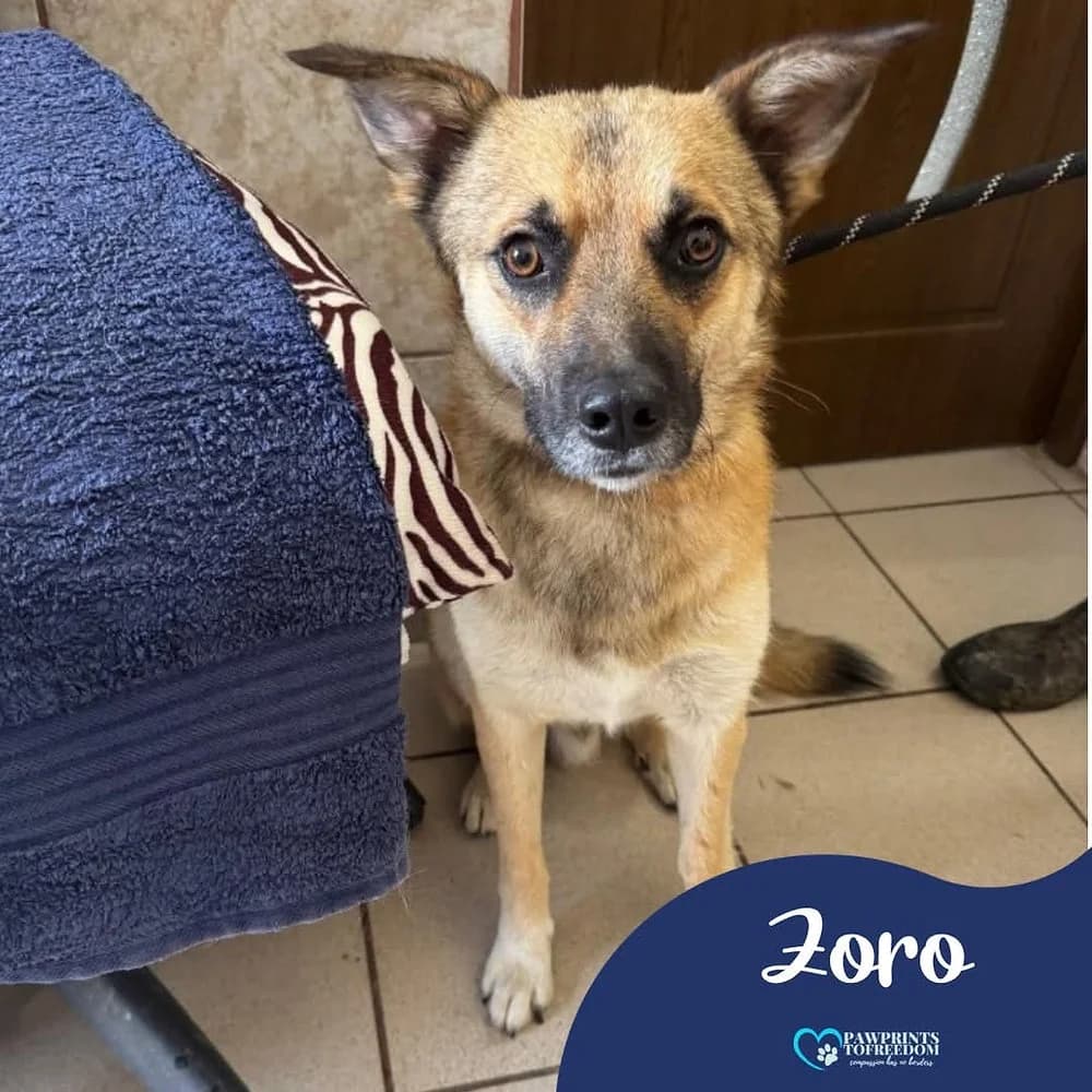 Zoro, male young mixed breed for adoption at Pawprints to Freedom