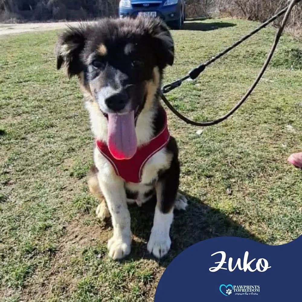 Zuko, male puppy mixed breed for adoption at Pawprints to Freedom