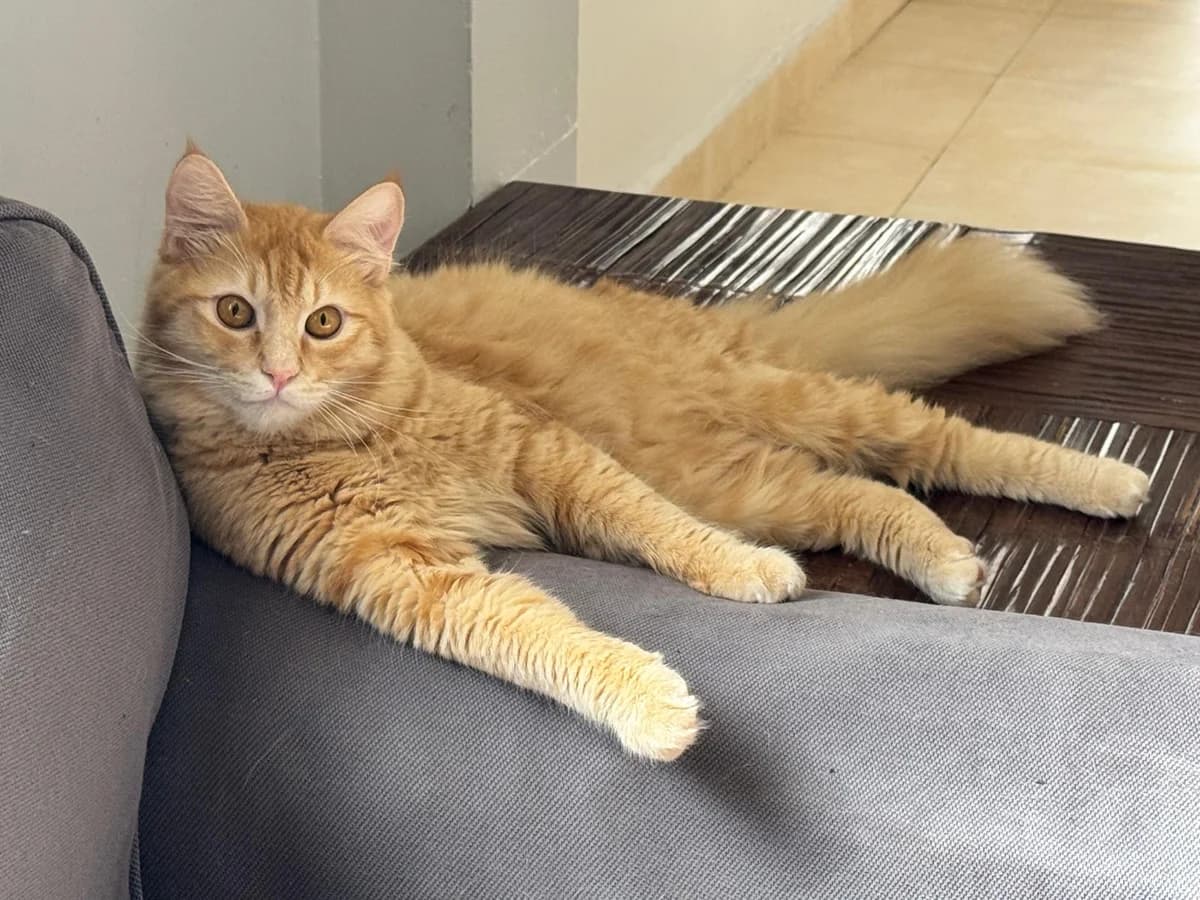 Butterscotch, male Mixed Breed for adoption at Paws Rescue UK