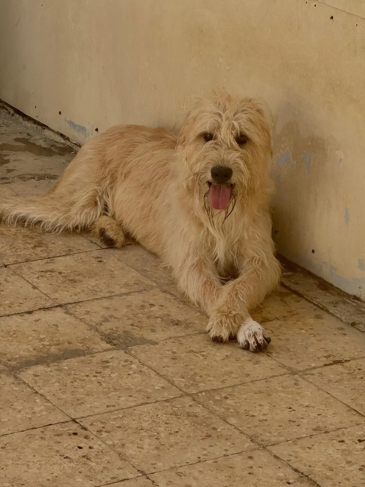 Coco, male Mixed Breed for adoption at Paws Rescue UK